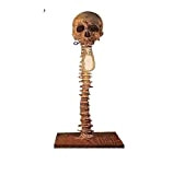 Curifest LED Changing Table Lamp Figurine, Skeleton Skull Lamp, 3D LED Horror Spine Desktop Lamp, Holiday Halloween Best Ideal Gift ...