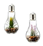 levandeo, lampadina LED con piantine artificiali, in vetro, set da 2 pezzi, larghezza x altezza:8 x 19 cm. Lampadina da ...
