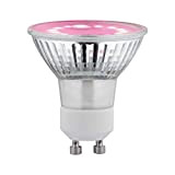 Paulmann 28736 Lampadina LED luce per piante lampadina da 3,5 Watt illuminazione luce 1100 K GU10, Argento